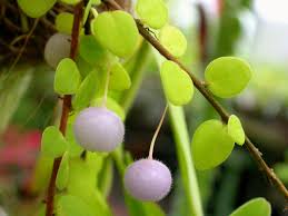 Image result for Sphaerocyperus