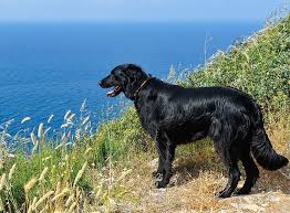 It was developed as a retriever both on land and in the water. Flat Coated Retriever Im Rasseportrait Zooroyal Magazin