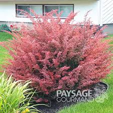 Image result for Berberis