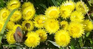 Image result for Helichrysum kirkii