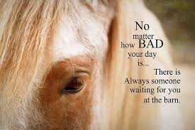  900 Horse Quotes Ideas In 2021 Horse Quotes Horses Equestrian Quotes