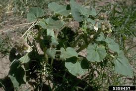 Image result for Pedaliaceae