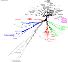 Image result for Calycosiphonia spathicalyx