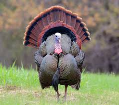 All news, headlines, photos and videos on turkey. Two Day Youth Hunt Ushers In Spring Turkey Season