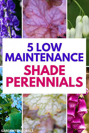 Check spelling or type a new query. 5 Low Maintenance Shade Perennials To Grow In Your Garden