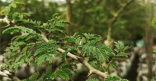 Image result for Faidherbia albida