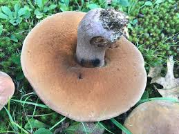 Image result for Sutorius eximius