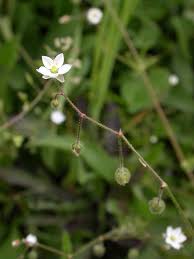 Image result for Spergula