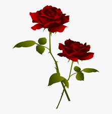 Rose flower png transparent image. Red Rose Flower Clipart Hybrid Tea Rose Hd Png Download Kindpng