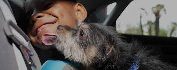 Please support thousands of pets that need our help to find their new beginning by giving to denton animal support foundation. Read About Petco Love In The News Petco Love