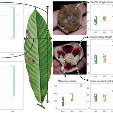 Image result for Ophrypetalum odoratum