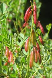 Image result for Indigofera lydenburgensis