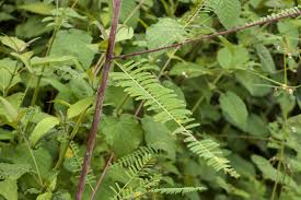 Image result for Aeschynomene micrantha