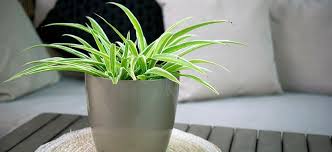 8 Plants For Your Coffee Table Coffee Table Plants Plants Indoor Plants