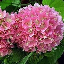 Image result for Dombeya