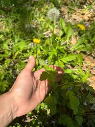 Image result for Cynanchum praecox