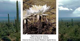 Undftd cactus jack airport flex, merry christmas. Night Blooming Cereus Cactus Arizona Daily Independent