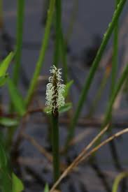 Image result for Eleocharis acutangula