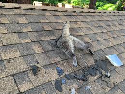Mother raccoon chewed through a California home's roof to get back to her  babies