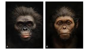 2,230,491 likes · 693 talking about this. Human Ancestor Lucy Gets A New Face In Stunning Reconstruction Live Science