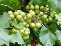 The grapes come in black, red or white varieties; Scuppernong Grapes Scuppernong Vines For Sale Scuppernong Growing Grapes Grapes