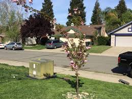4.1 out of 5 stars 43 ratings. What To Do With My Kwanzan Cherry Tree
