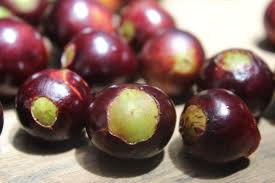 Image result for Nicolasia coronata