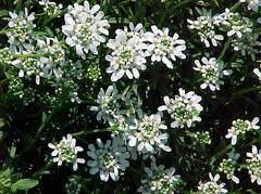 Iberis Sempervirens Candytuft Plants Perennials Sun Perennials