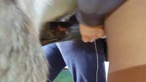 Horse Creampies and Floods Woman's Pussy with Cum - Videos - All Bestiality  in one place