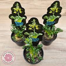 Image result for Albuca sp. no. 1