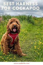 For the most comfortable fit, your dog's neck size should be between these two measurements. Top 5 Best Dog Harness For Cockapoo Reviewed From Best Budget To Premium Oodle Life