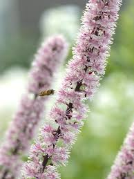 Maybe you would like to learn more about one of these? Perennials Span The Seasons Hgtv