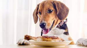 My Dog Ate Chicken Bones What Should I Do Next