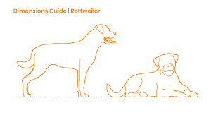 Rottweiler Dimensions Drawings Dimensions Guide