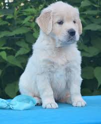 Families love their goldens and often. Health Guarantee Golden Retrievers Puppies Bethal Golden Retriever Puppies Dog Breeders Gallery 76016