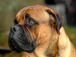 This wonderful companion can be trained and has an endless supply of energy to keep it happy and active. Bullmastiff Wallpapers Wallpaper Cave