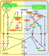 It is composed of two glucose polymers, called amylose and amylopectin, which share in wheat, starch granules exhibit a bimodal size distribution—a characteristic unique to members of the grass triticeae family. Frontiers Redox Regulation Of Starch Metabolism Plant Science