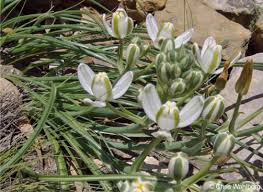 Image result for Albuca nigritana
