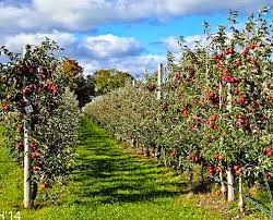 We did not find results for: Plantation Of High Density Apple Goes Up In South Kashmir Kashmir Vision