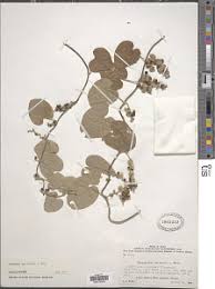 Image result for Cissampelos mucronata