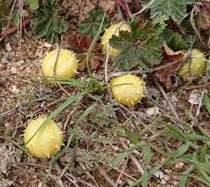 Image result for Cucumis myriocarpus