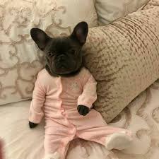 High quality french bulldog gifts and merchandise. Let S Take A Nap Izzythe Frenchie Ilovemyfrenchie Frenchies Buhi Frenchbulldog Frenchie Bouledogue French Bulldog Puppies Funny Dog Clothes Pet Costumes