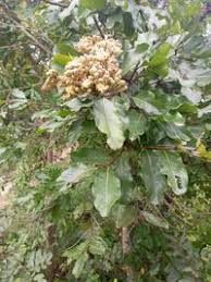 Image result for Maranthes