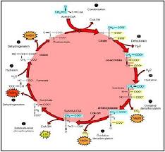 We did not find results for: Ata Seulanga Makalah Respirasi Pada Tumbuhan