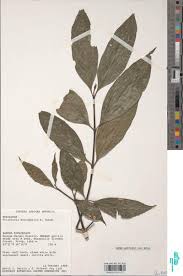 Image result for Empogona sp. A