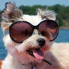 Maybe you would like to learn more about one of these? Pictures Of Dogs Wearing Sunglasses Popsugar Pets