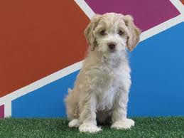 Puppies available at our ranch. Cockapoo Petland Fort Walton