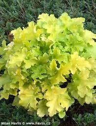 Heuchera Lime Marmalade Havlis Cz Lime marmalade is a fast and vigorous growing heuchera with bright lime coloured foliage and has heuchera are shade loving plants, lime marmalade is no exception. czk