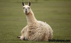 Recently, llamas have also been used as guard animals working together with herding dogs to protect sheep and goats from coyotes. Llamas As Guardians For Chickens