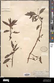 Image result for Impatiens irvingii